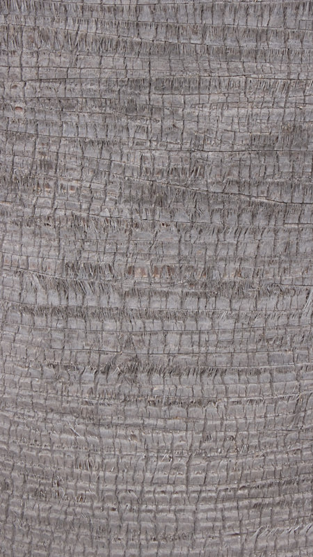 Trunk