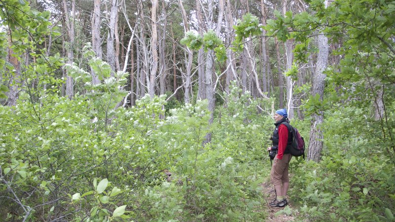 Hidden forest, 1Bohuslan walk.jpg