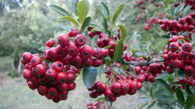 Red berries