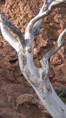 Esterel tree and granite