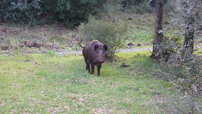 Wild boar - no, really!