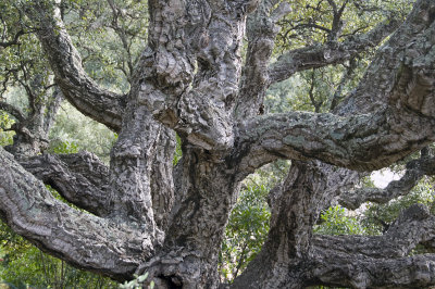 Cork Oak - chunky boy!