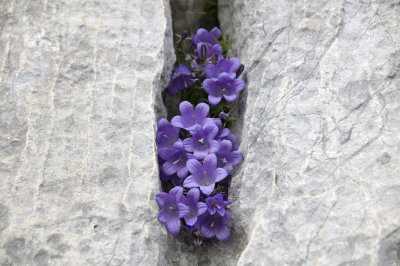 Purple flowers in rock