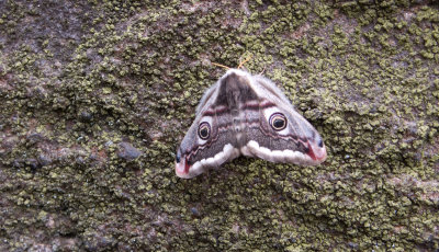 Cats Head Moth