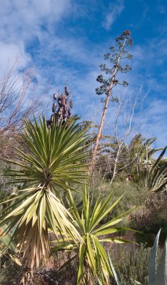 Palms and agave