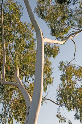 Frogpond trees