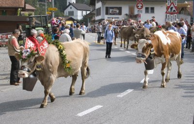 Cow parade