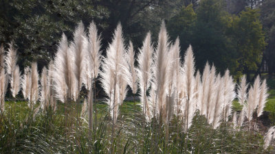 Wavy grass, backlit