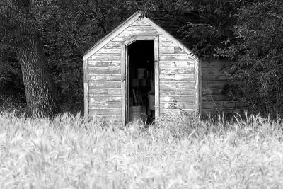 Shed