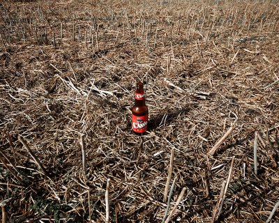 A Lone Beer