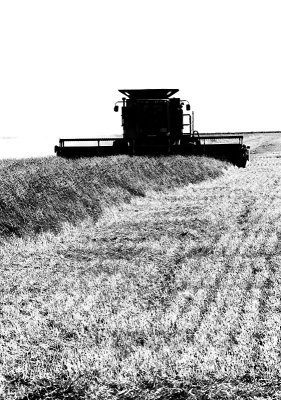 BlackWhite Harvest