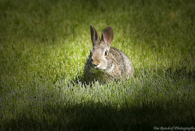 rabbits-1.jpg