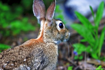 rabbits-3.jpg