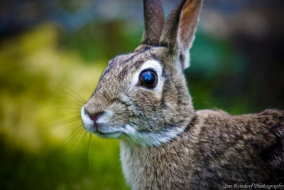 rabbits-6.jpg