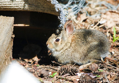 BabyBunny-1.jpg