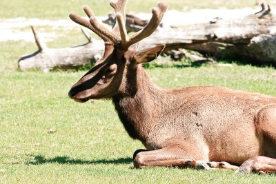 Antlers