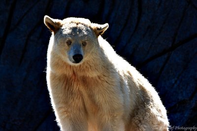 White Black Bear