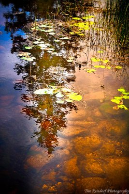 Lakeshore Plants