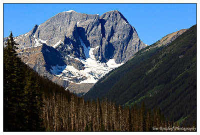 Forest and Mountain