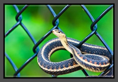 Snake on Fence