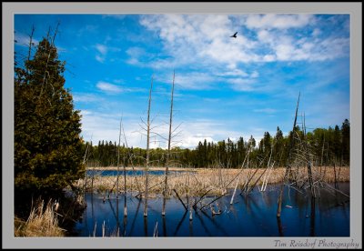 Lake of the Woods IIII