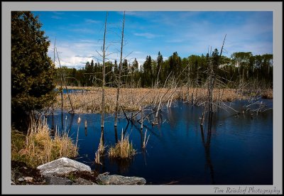 Lake of the Woods V