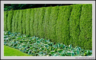 Now THAT'S a Hedge