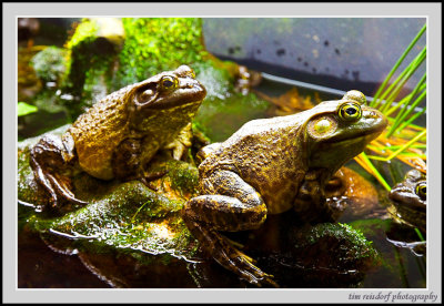 Leap Frog - Vancouver Aquarium