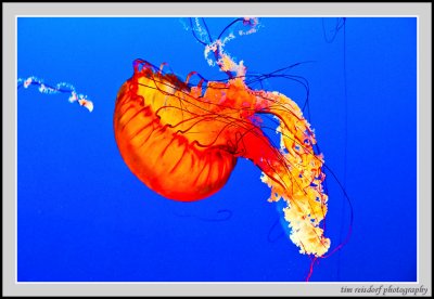 Jellyfish III
