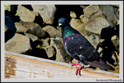 Colorful Pigeon