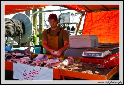 Salmon Fresh From the Boat