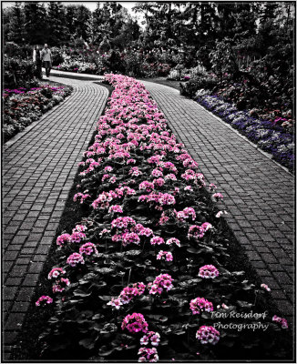 Path of Roses