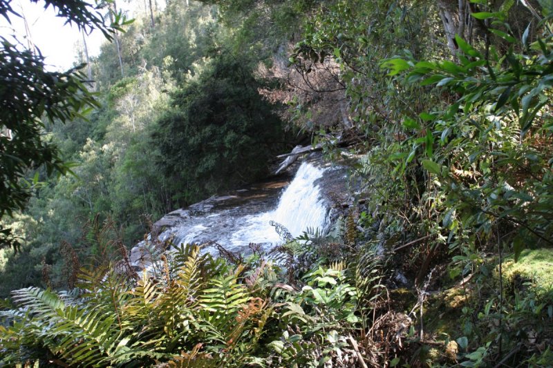 Russell Falls Top
