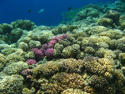 2008 Adventures in the South Seas (4/4) (NPW)
