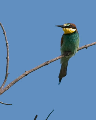 Blue Cheeked Bee Eater