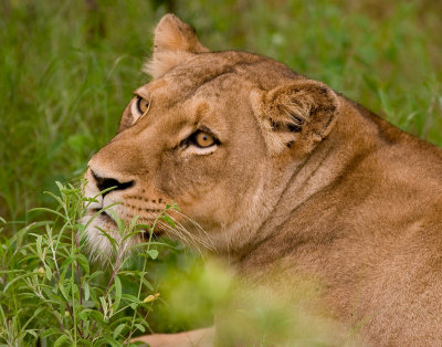 Lioness In Waiting