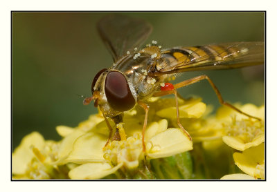 Note the parasite (red) on this hoverfly's body!