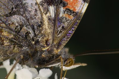 Meant as a showcase of the colorful fine detail in a butterfly's wing. The focus is not on overall composition. Make sure to view the original file(2.6 MB)!

Showcased at PMA 2008