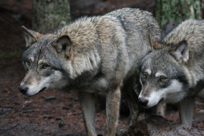 Kolmrden Wildlife Park, Sweden