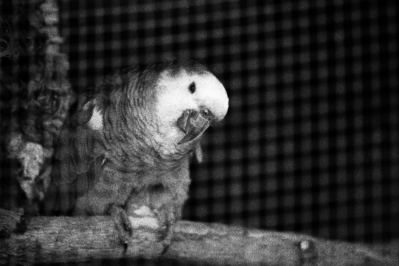 Amazon green parrot