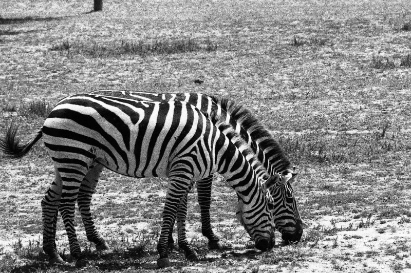 Grants zebra