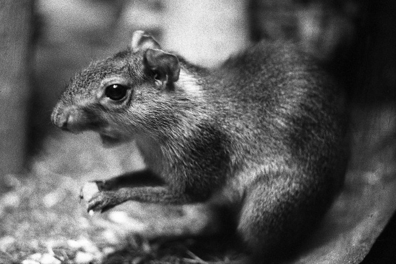 agouti