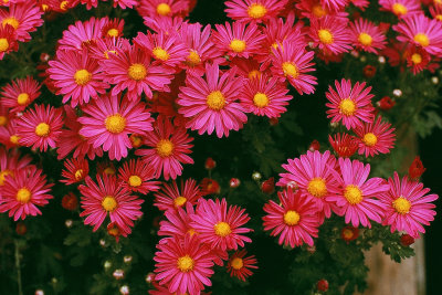 botanical gardens