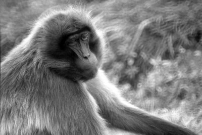 female gelada baboon