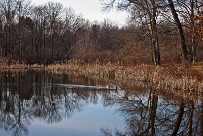 pond life