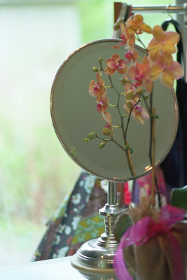 reflected orchids