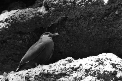 inca tern