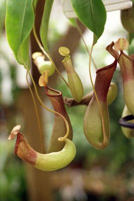 pitcher plant