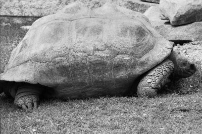 Galapagos Tortoise  female