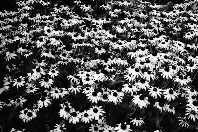 light bloomage